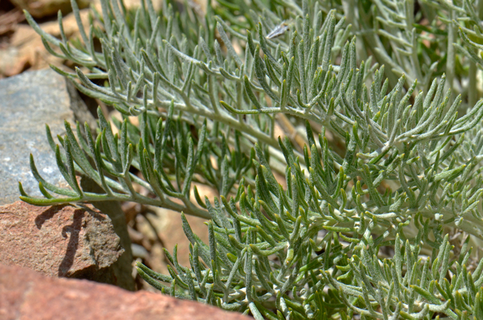Fineleaf Hymenopappus has light green basal leaves, gray-green in color and about 2 inches, note the margins are pinnately dissected twice with “threadlike” or linear lobes; thus the common name “Fineleaf Hymenopappus”. Hymenopappus filifolius 